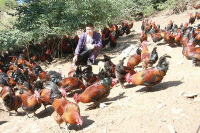 【图片新闻】两当县同心村村民苏磊带动全村发展养鸡产业