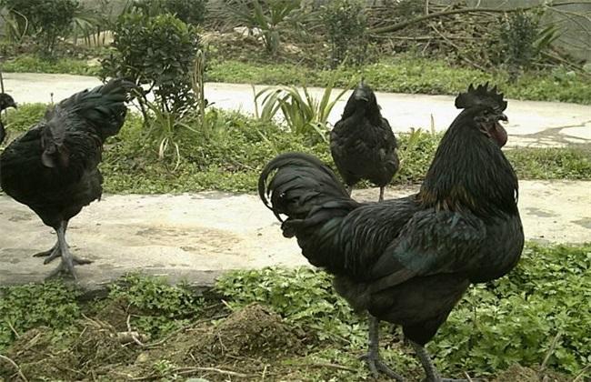 农业知道 农业图鉴 > 正文鸡是我国一种主要的家禽养殖.